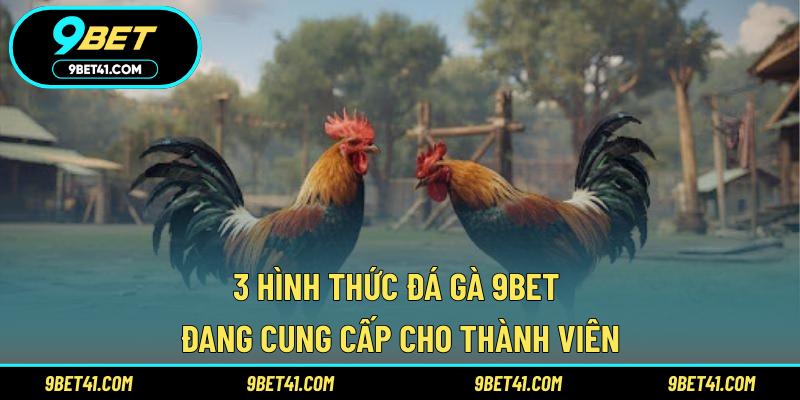 3 hình thức đá gà 9Bet đang cung cấp cho thành viên
